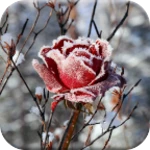 Logo of Frozen Flowers Live Wallpaper android Application 